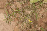 Southern marsh yellowcress